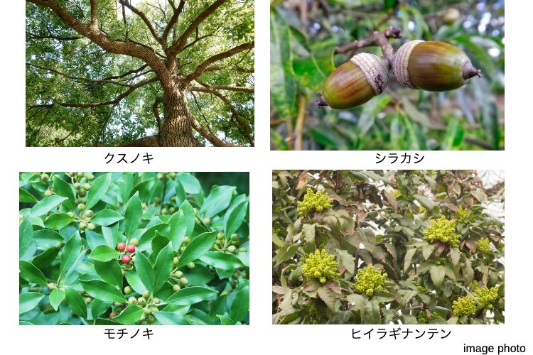 シティテラス横浜の植栽イメージ画像
