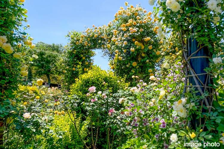 シティテラス横浜の公園イメージ画像